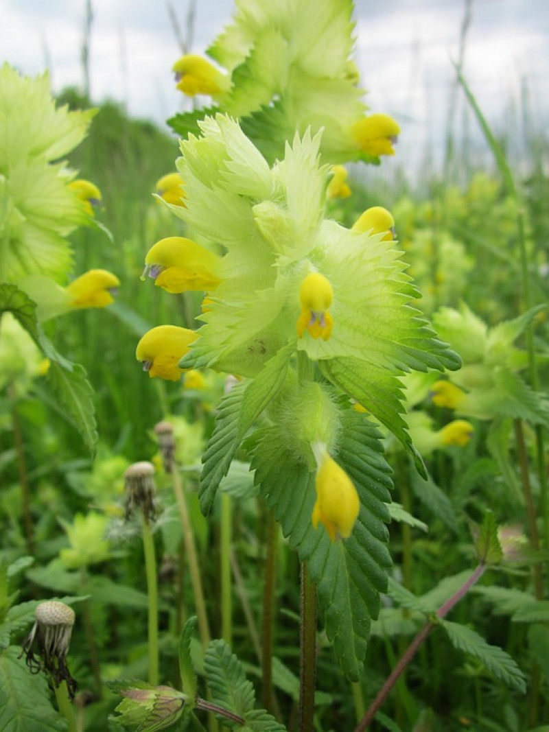 Rhinanthus minor – Kleine Ratelaar - halfparasiet op gras -  inheemse plant van droge tot vochtige weides